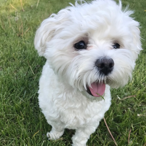 Meet your Posher, Kaylee - Picture 1 of 1